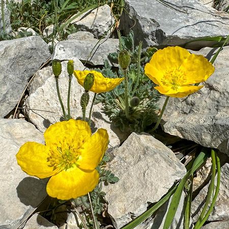 فيلا Les Terrasses De Cascavelle Blauvac المظهر الخارجي الصورة