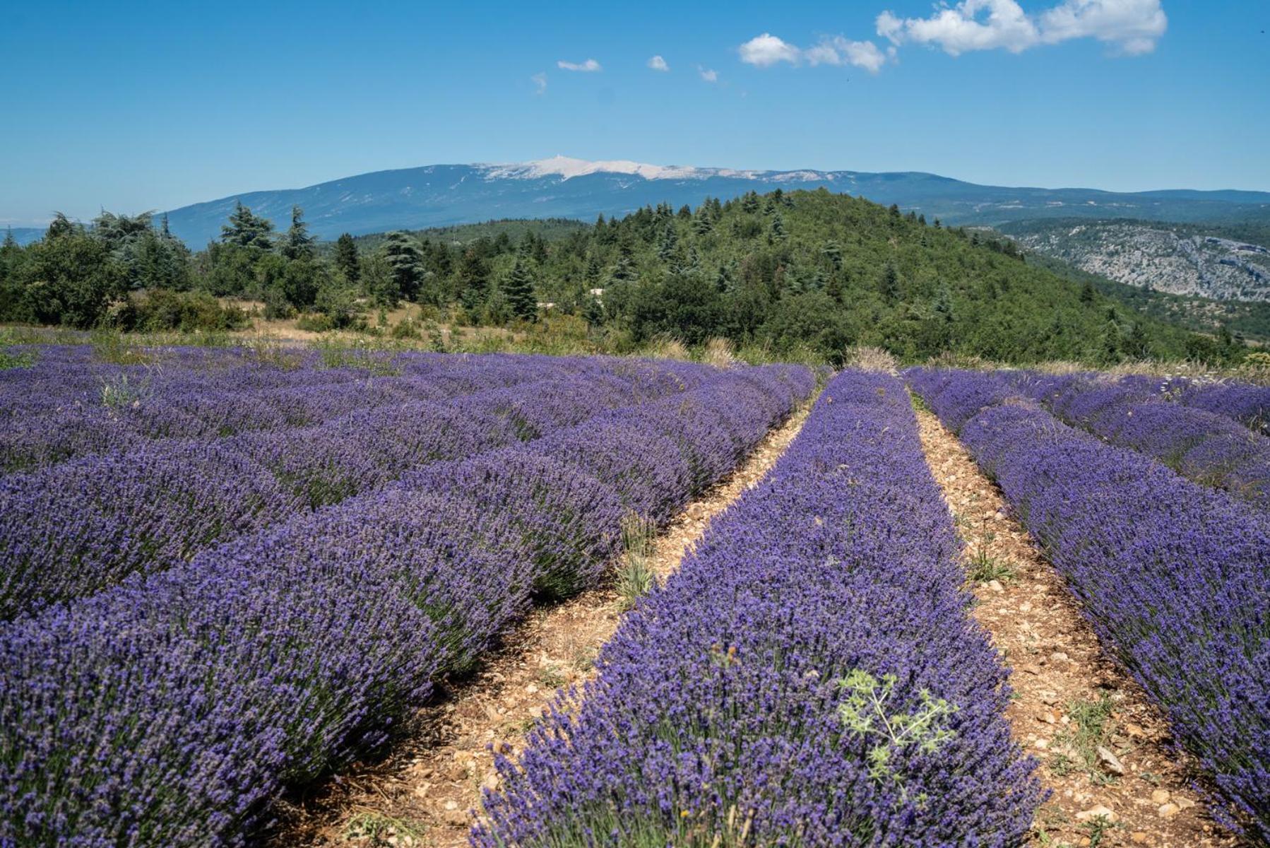 فيلا Les Terrasses De Cascavelle Blauvac المظهر الخارجي الصورة